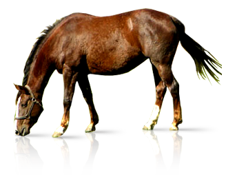 dsgn_816_horse2.png